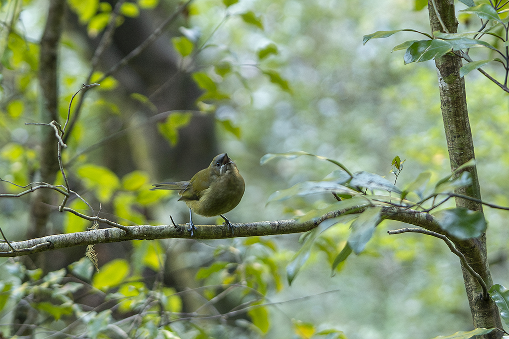 Bird Brook Sanctuary