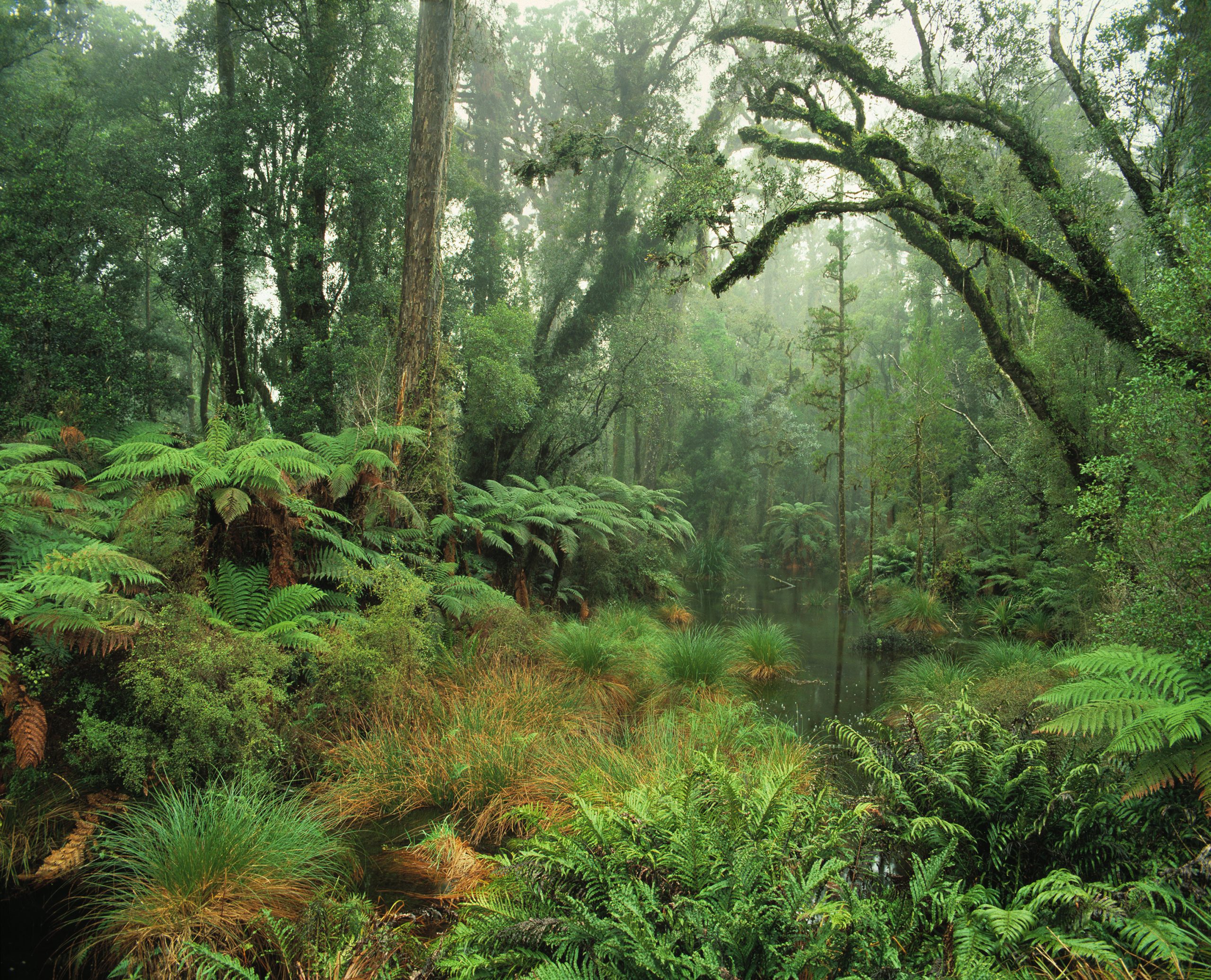 Rainforest, South Westland