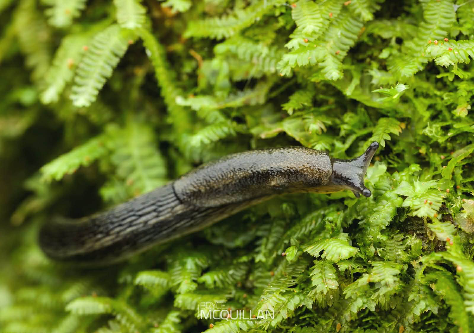 Invertebrate Walk (PM)
